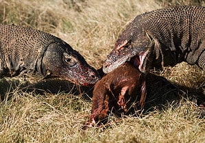 How Can a Komodo Dragon Catch a Creature as Agile as a Monkey? Picture