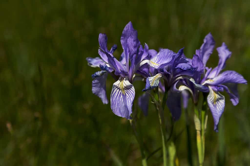 Wild iris blossom along Peak to Peak Highway. Scenic Byway is in Colorado. Flower's nicknames include Rocky Mountain Iris and Western Blue Flag.