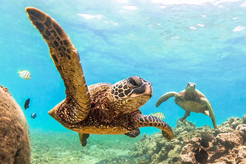 Hawaiian Green Sea Turtle cruising in the warm waters of the Pacific Ocean in Hawaii