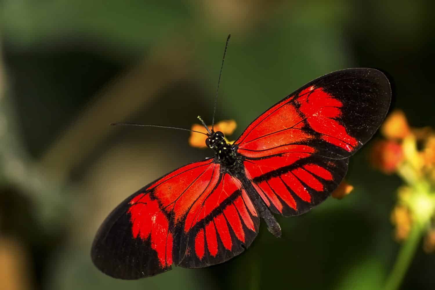 The Postman butterfly or Common postman butterfly (Heliconius melpomene)