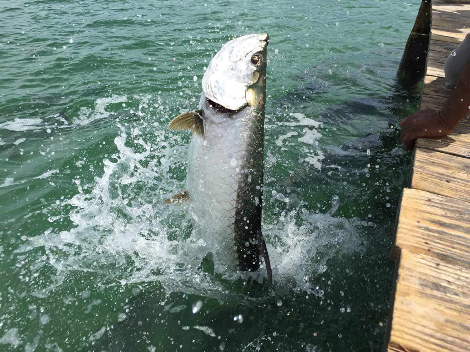 Tarpon jumping out of the water
