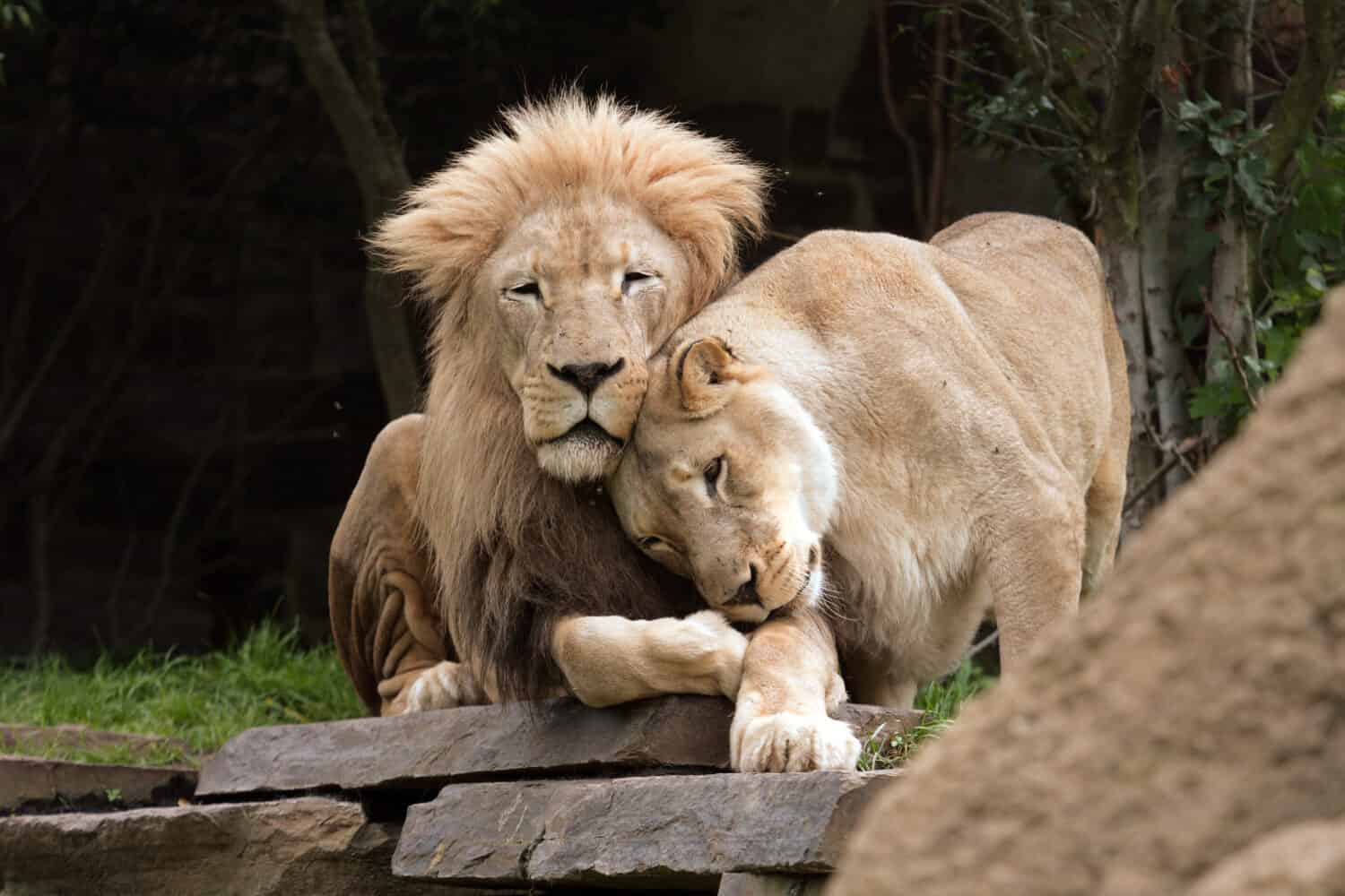 Young Lion Wants Nothing Other Than to Cuddle After a Long Night of ...