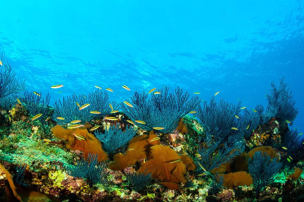 Coral reef scenics of the Sea of Cortez. Cabo Pulmo National Park, Baja California Sur, Mexico. The world's aquarium.