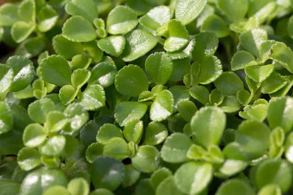 Baby Tears' cute small leaves (Pilea depressa)