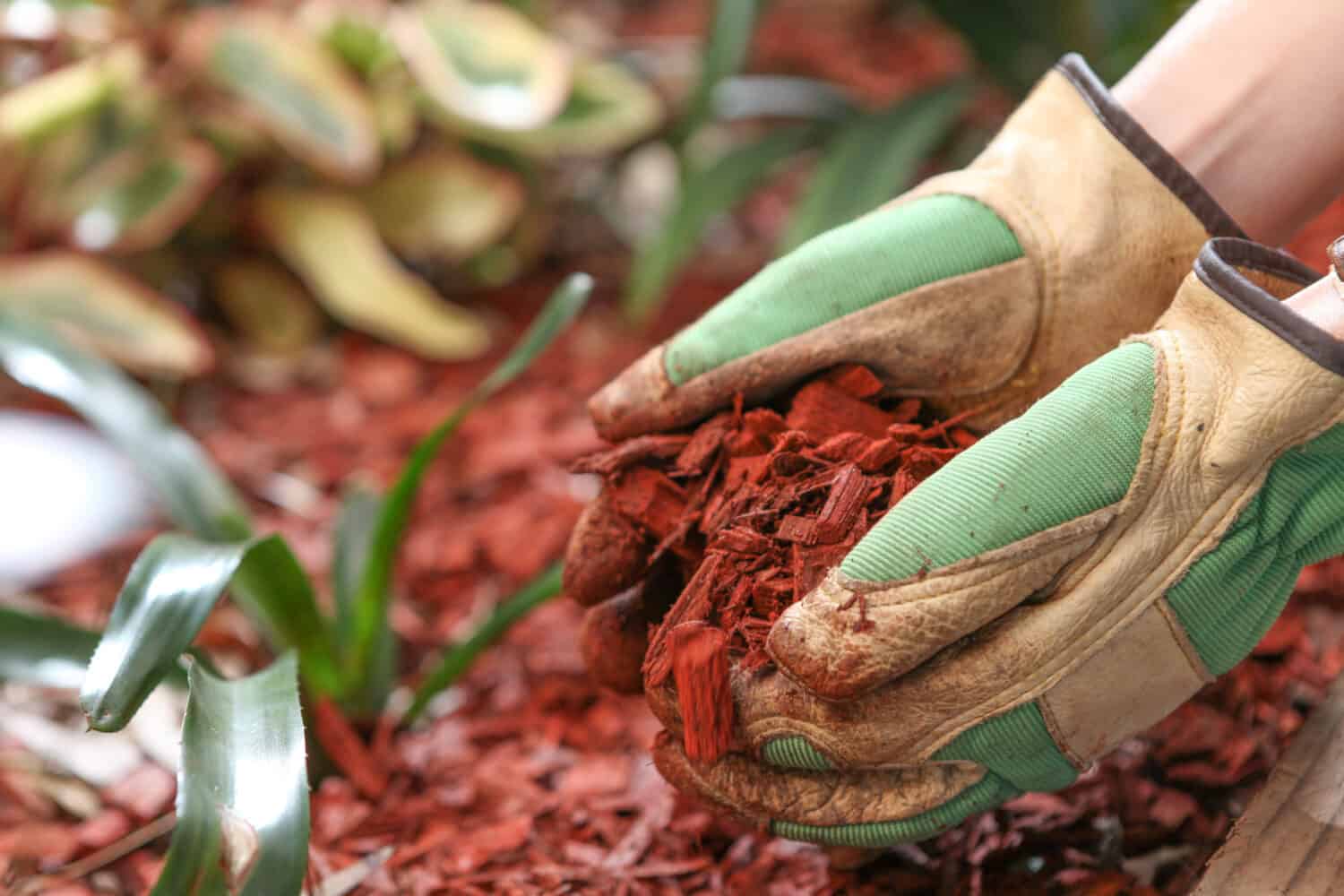 Mulching the garden with red cedar wood chip