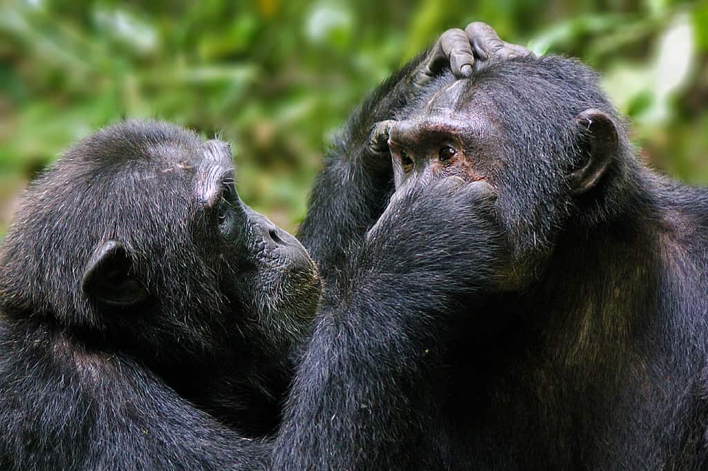 Pan troglodytes - Commun eastern chimpanzees, grooming each other in Kibale National Park, Uganda.