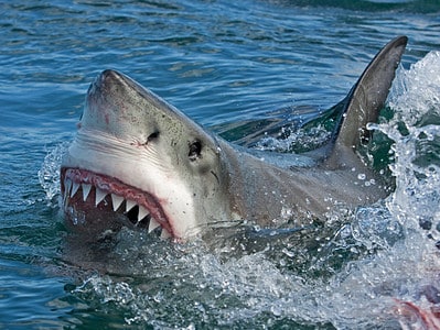 A Huge Great White Shark Spotted Off Alabama’s Coast Just in Time for Summer