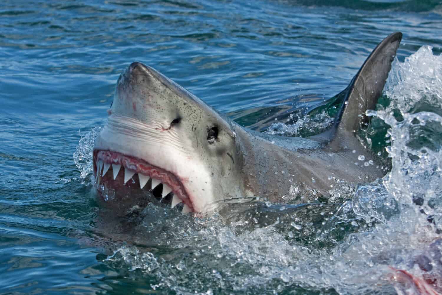 Great white shark, Carcharodon carcharias