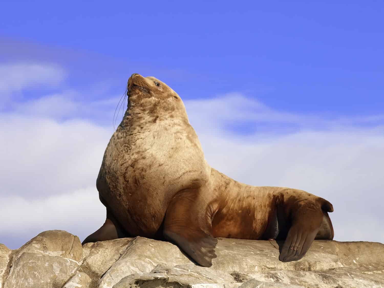 Wild Male Steller Sea Lion