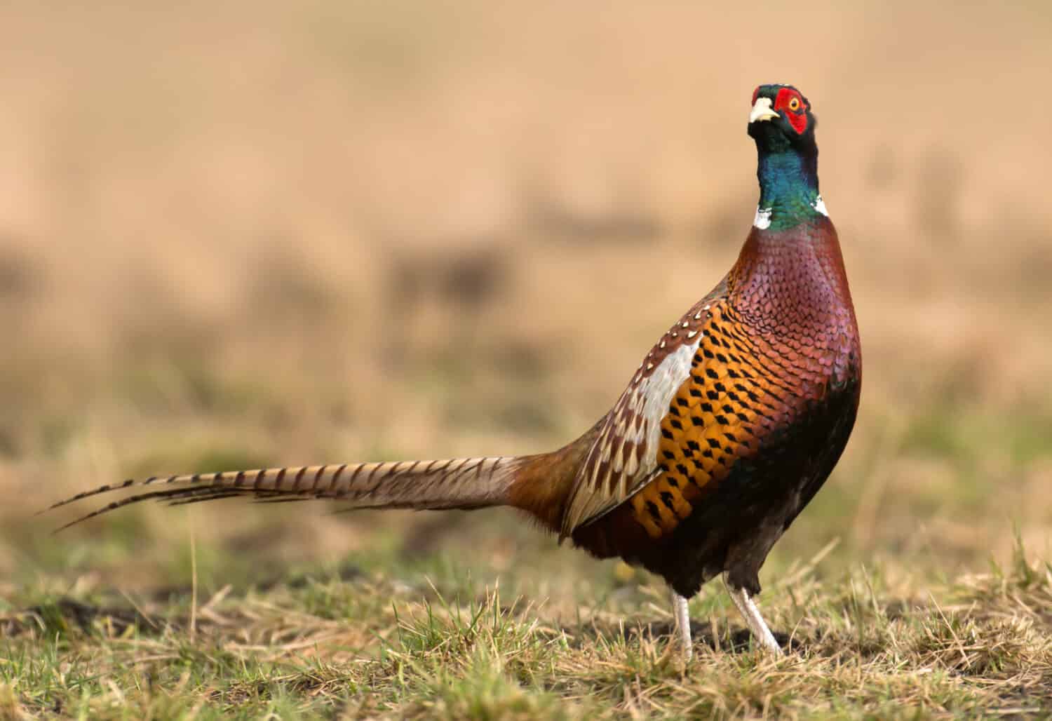 Ringneck Pheasant (Phasianus colchicus)