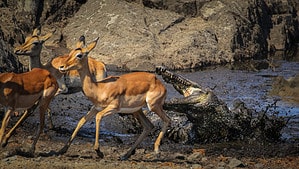 See a Sneaky Crocodile Pop Up And Attack a Herd of Over 20 Deer Picture