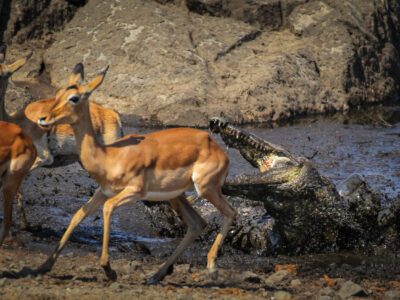 A See a Sneaky Crocodile Pop Up And Attack a Herd of Over 20 Deer