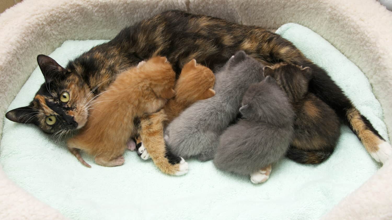 Mother torbie tortie tabby cat nursing five one week old kittens in a small pet bed with light green blanket