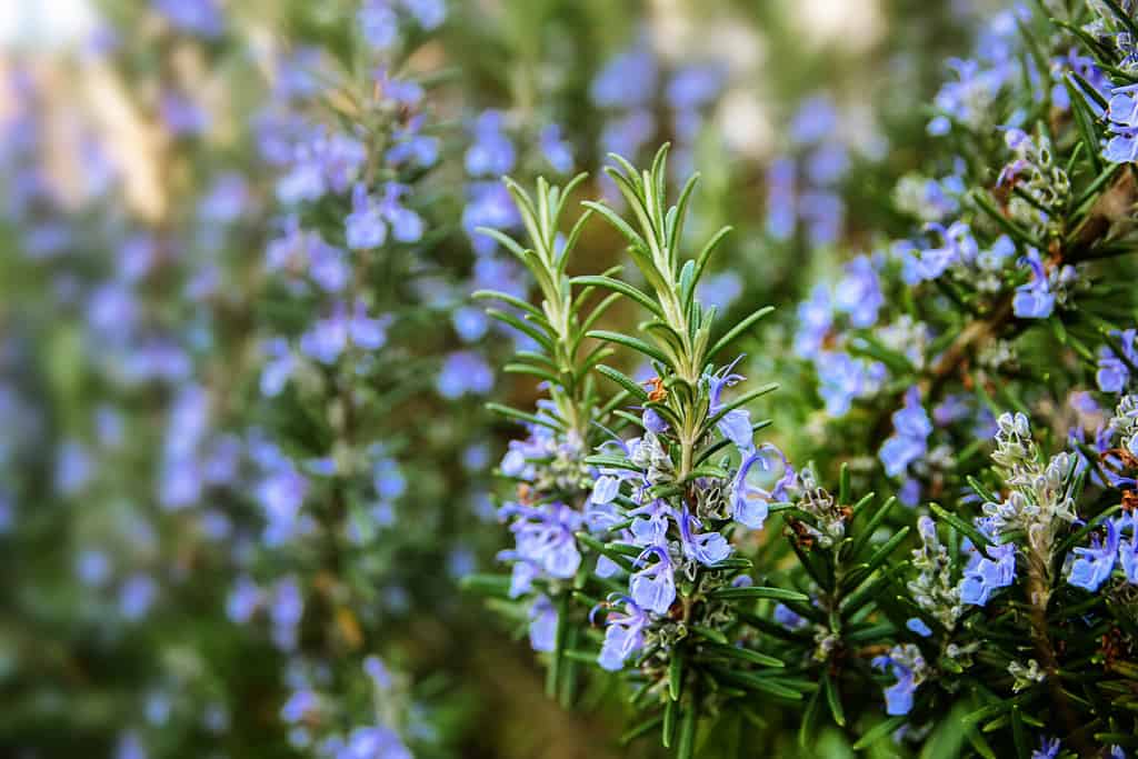 Rosemary was used extensively at funerals because it was inexpensive.