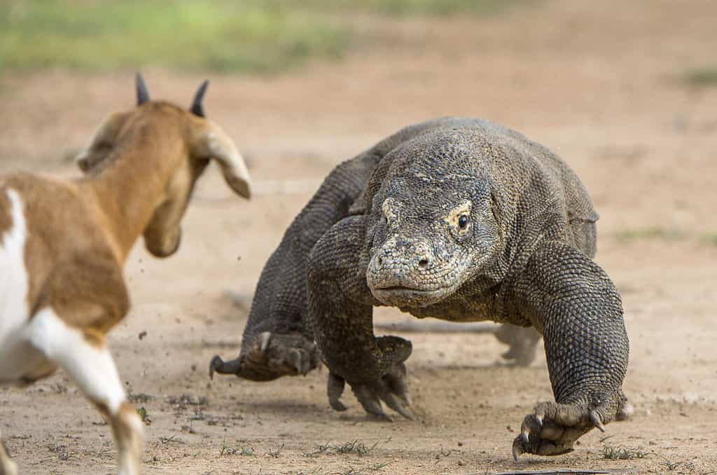 The Komodo dragon (Varanus komodoensis) attacks the prey. It is the biggest living lizard in the world, Indonesia. Rinca island