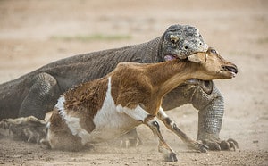 Watch This Komodo Dragon Swallow an Entire Goat Like It’s in a Hot Dog Eating Contest Picture