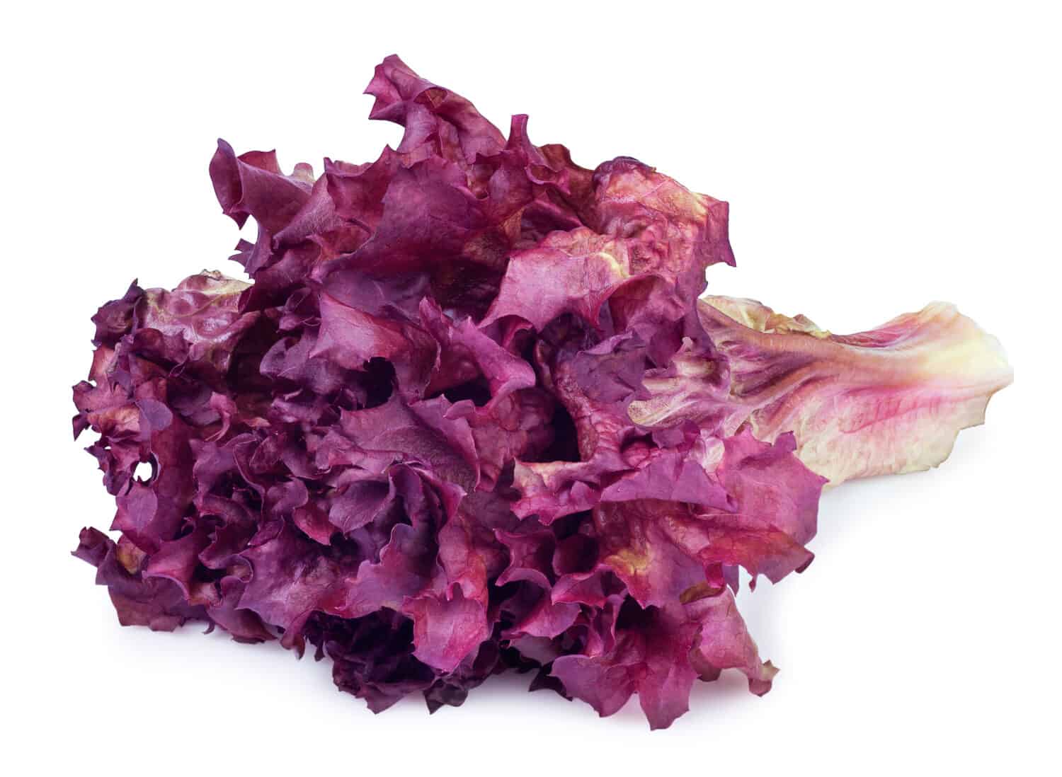 sheaf of purple lettuce isolate. Fresh vegetable salad Lollo Rosso