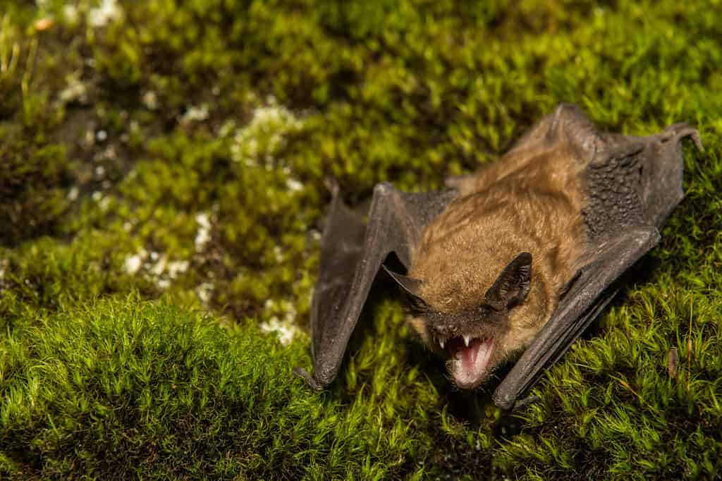 Big Brown Bat