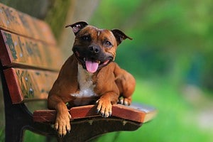 Male vs Female Staffordshire Bull Terriers: 3 Key Differences Picture