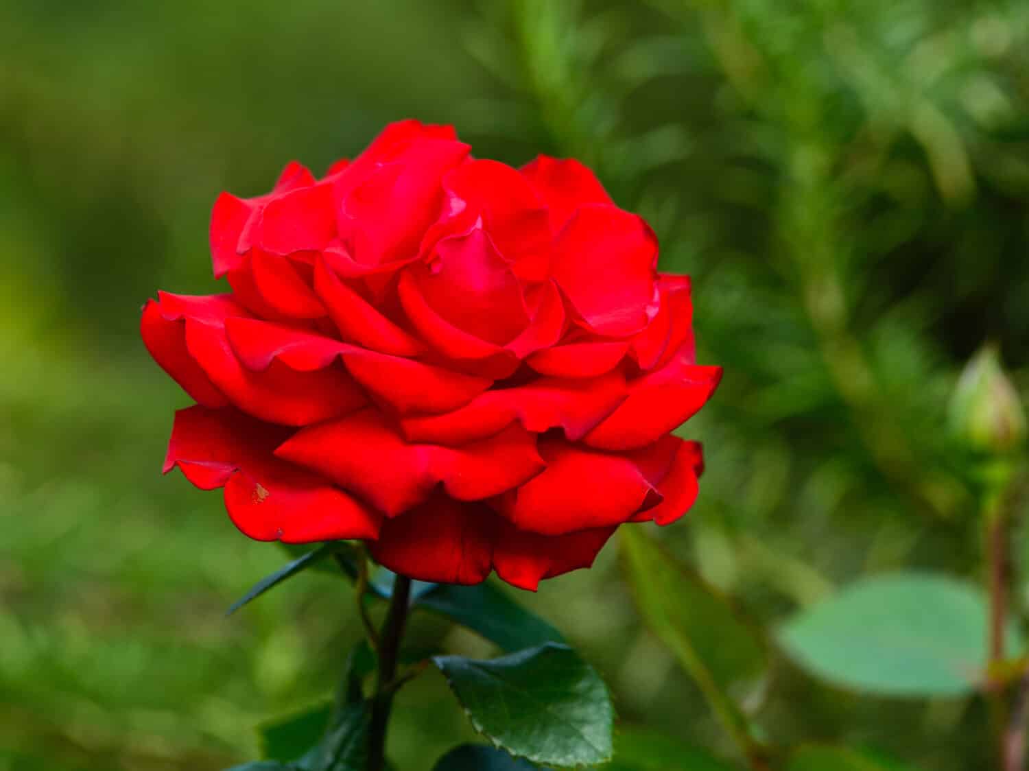 close view of victor hugo red Rose in tokyo, Japan