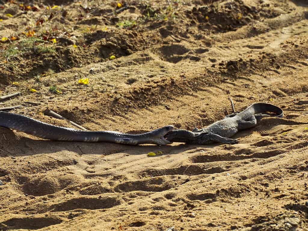a large cobra eating a monitor lizard in yala national park sri lanka