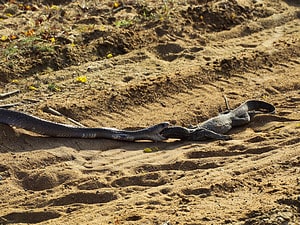 Watch a Massive Cobra Sink Its Teeth Into an Unfazed Monitor Lizard Picture