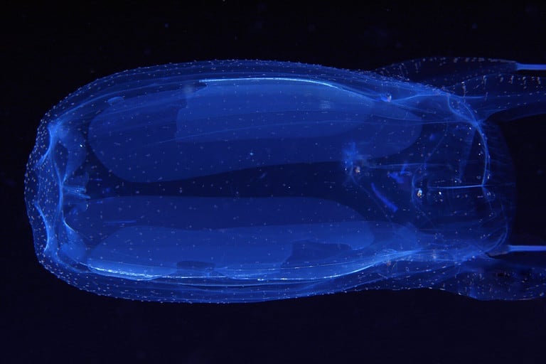 Box Jellyfish, Alatina alata, most toxic jellyfish