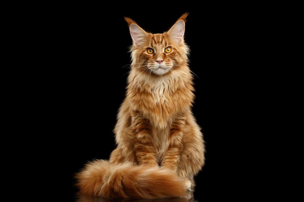Beautiful Red Maine Coon Cat Sitting with Large Ears and Furry Tail Looking in Camera Isolated on Black Background, Front view