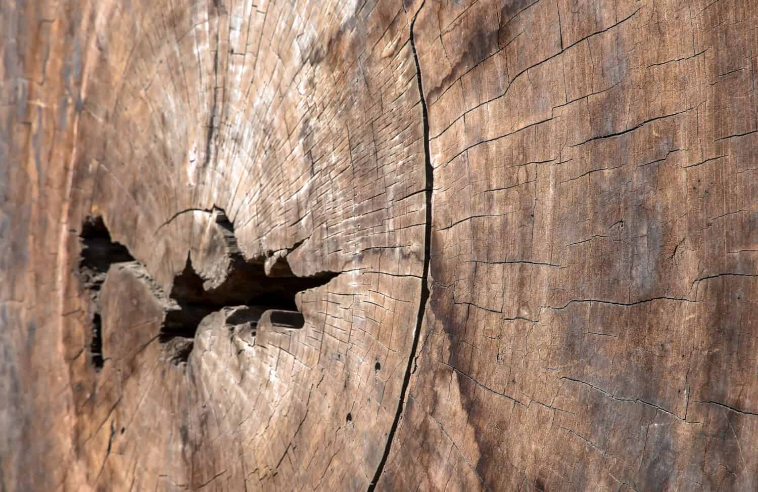 transection of a hundreds years old red sandalwood