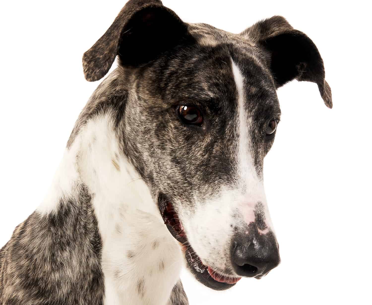 Hungarian greyhound portrait in a white studio