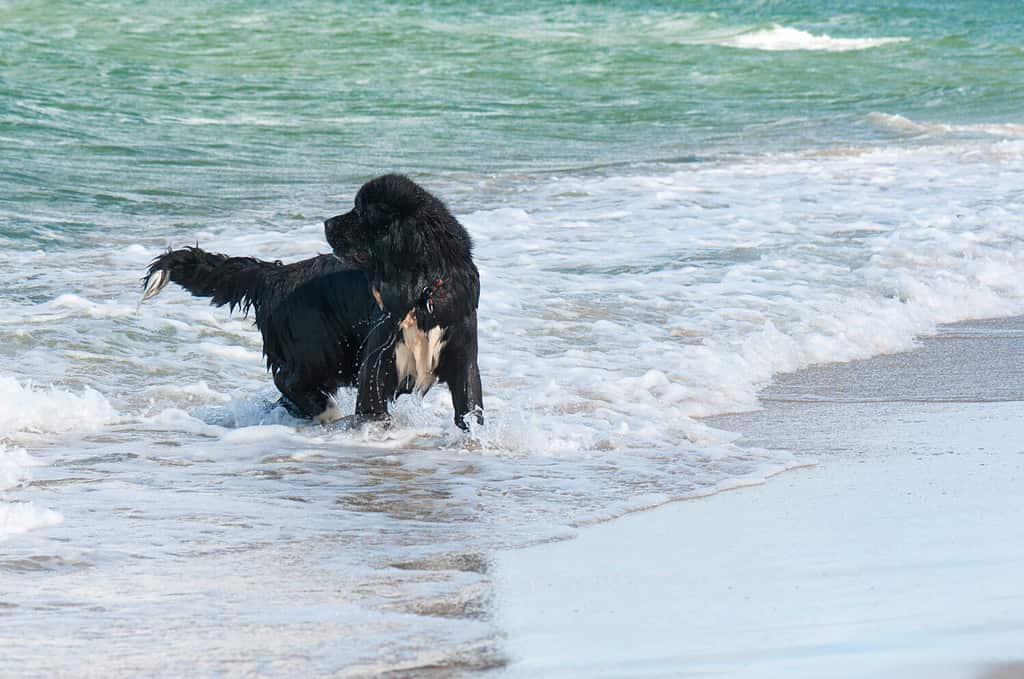 Newfoundland dog in water during rescue training
