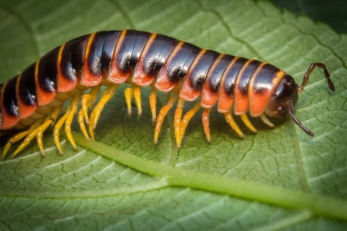 Macro closeup of orange and black millipede on green leaf