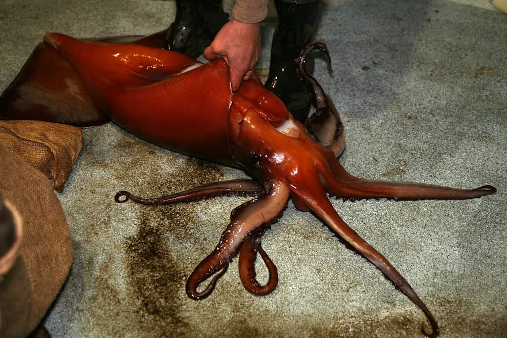 Giant Squid on a fishing boat