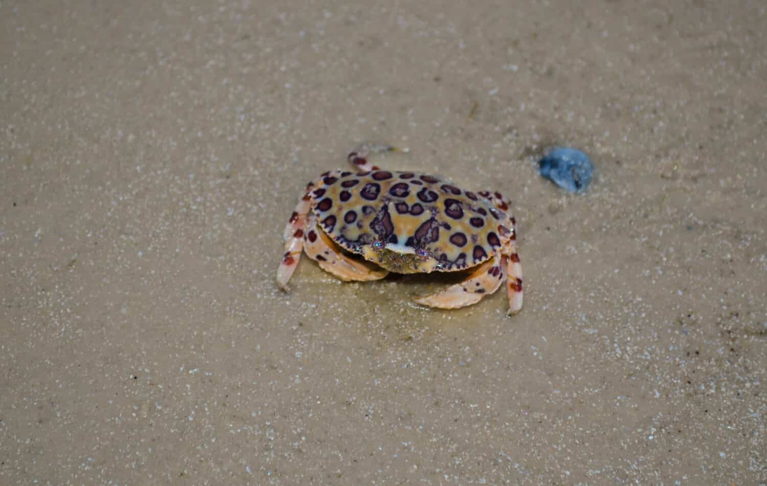 Leopard Crab on the beach