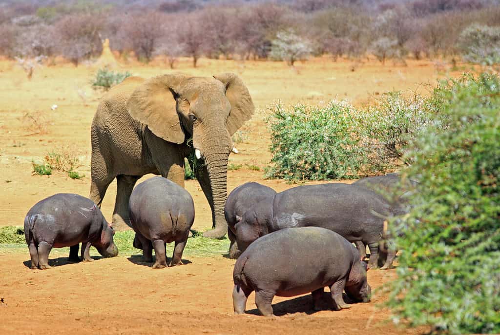 An isolated elephant amongst a pod of hippopotamus in Erindi National Park, Namibia, Southern Africa
