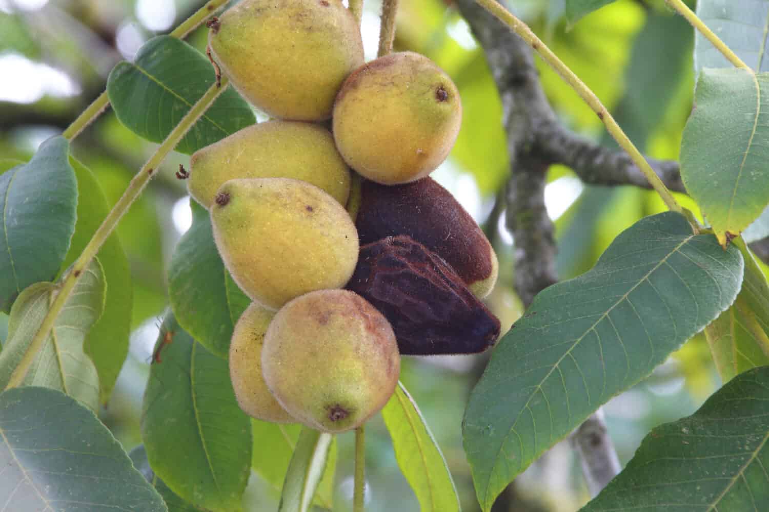 The Celeste variety of figs ripen on a branch/Ripening Celeste Fig/The Celeste variety of figs ripen on a branch. 