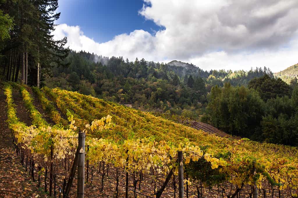 Small Napa vineyard in autumn with mountains and trees on a sunny day. Yellow, green vines at harvest time in Napa Valley wine country. Family run winery on Mount Veeder.