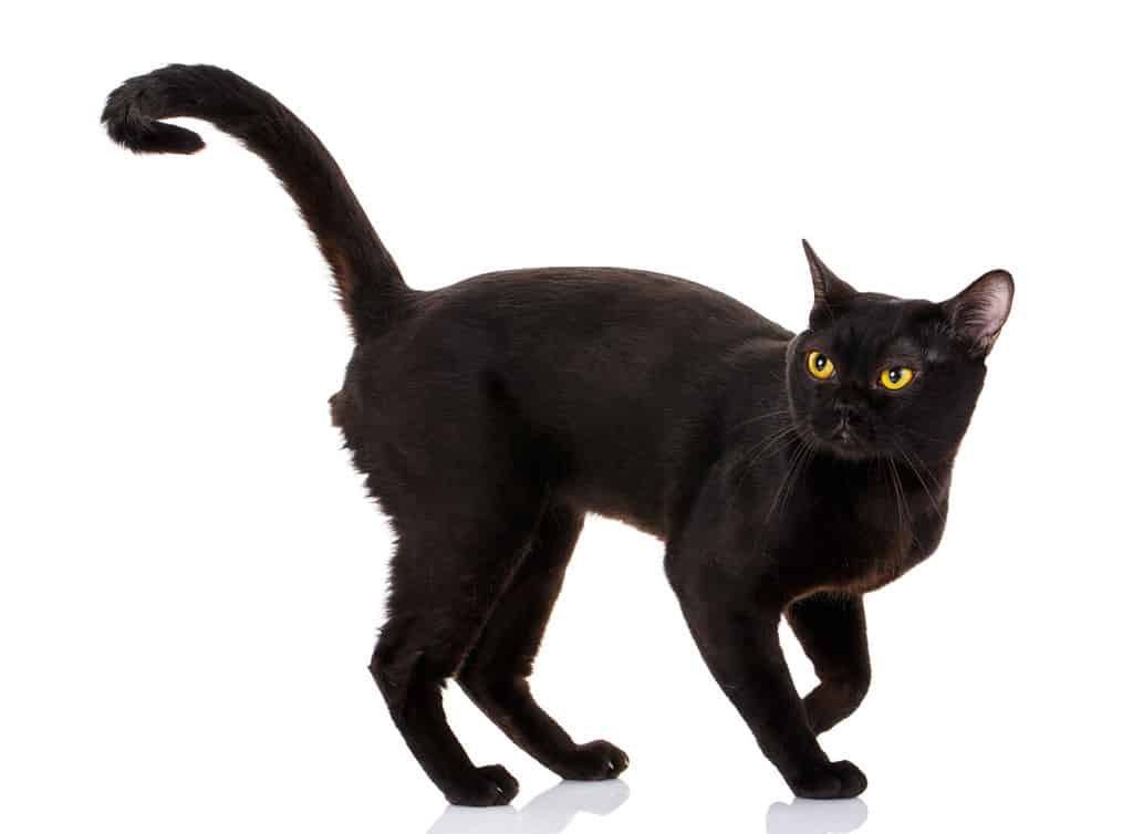 Bombay black cat on a white background with a climb up the tail