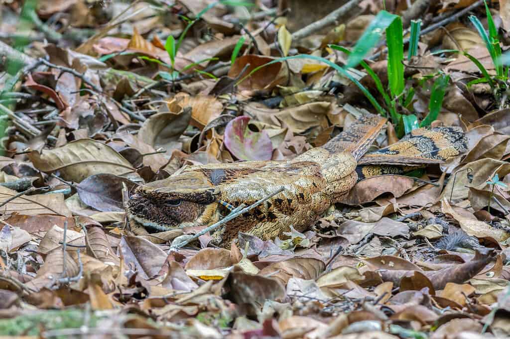 Great Eared Nightjar(Lyncornis macrotis ) protect themselves through camouflage,khao yai national park, Thailand