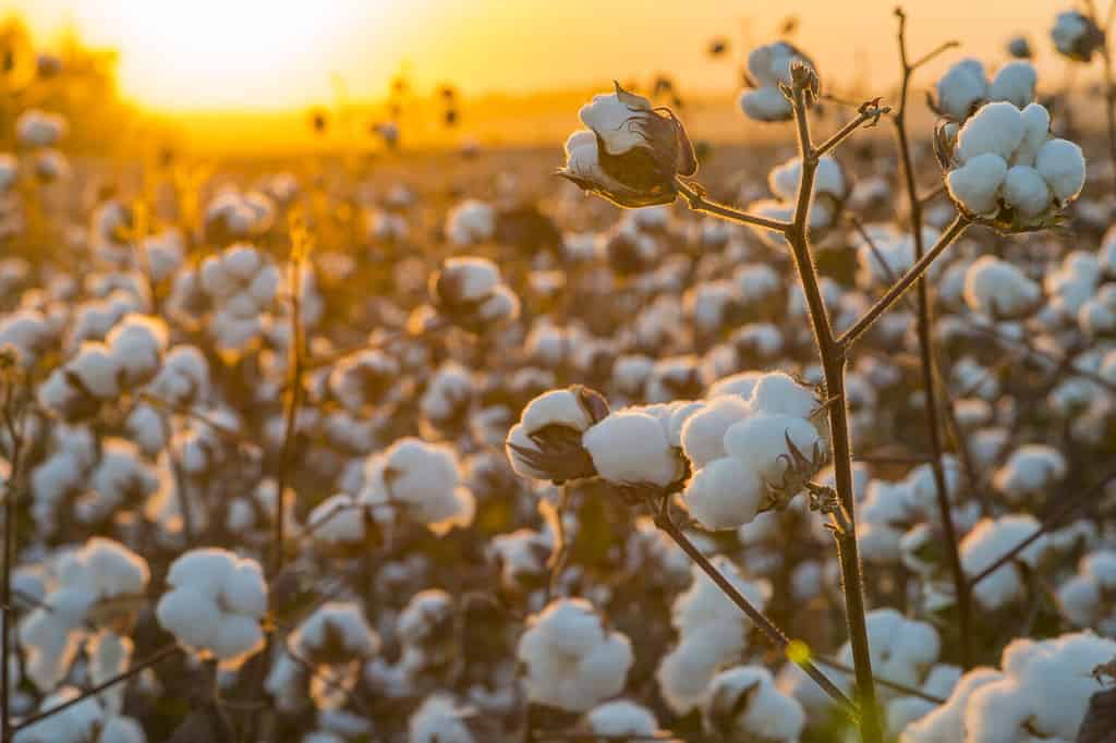 Cotton field background ready for harvest under a golden sunset macro close ups of plants