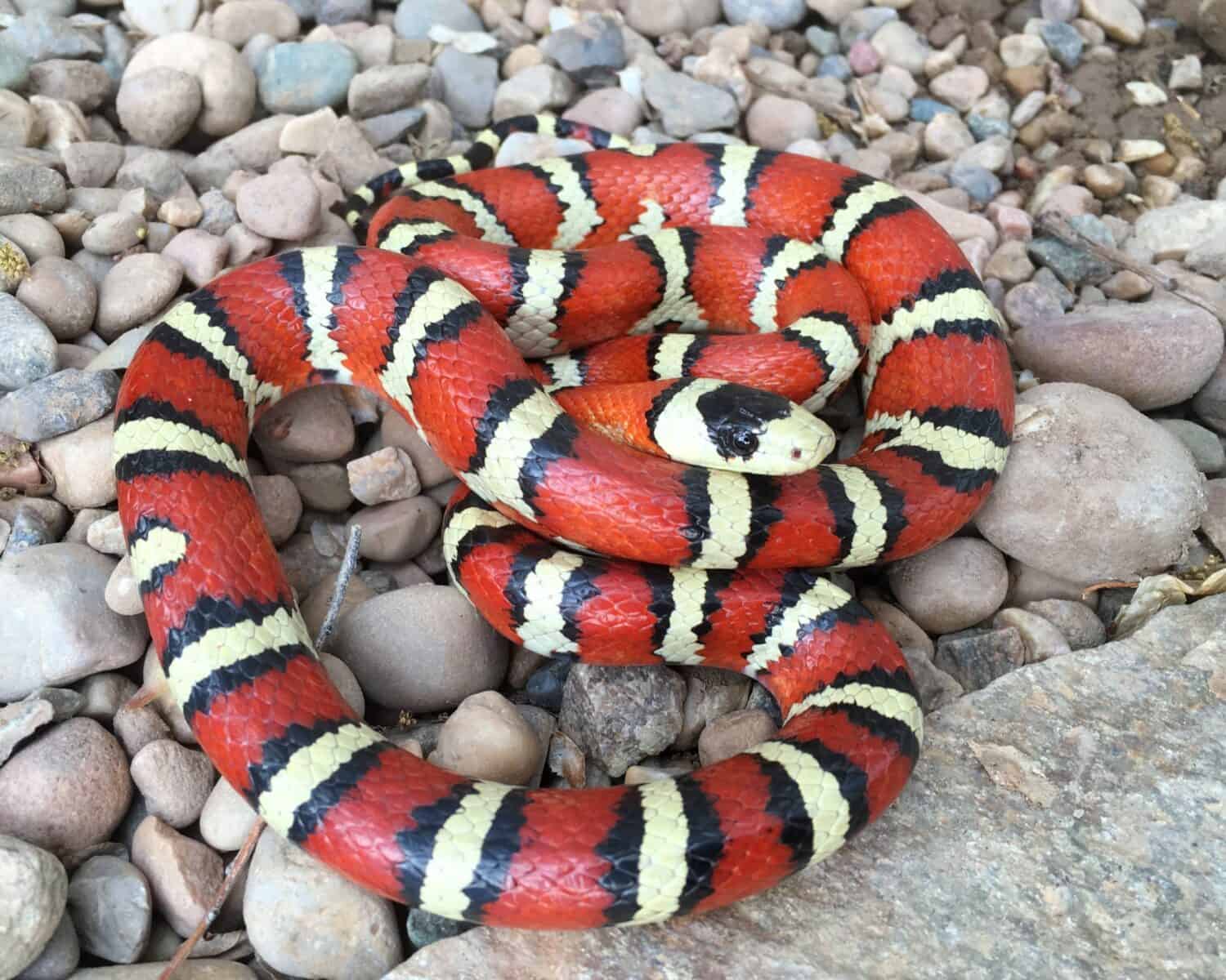 Brightly colored Arizona Mountain Kingsnake, Lampropeltis pyromelana, a Coral Snake mimic, coiled in its habitat