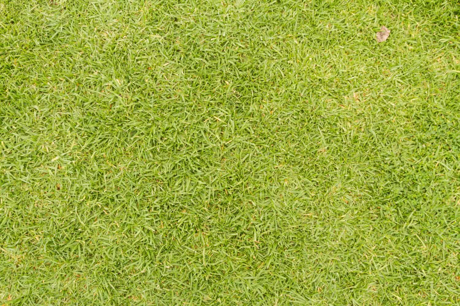 Close up of green grass seen from above