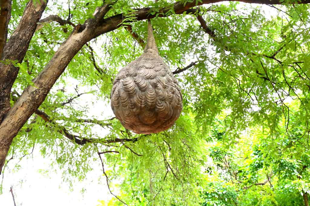 Huge Wasp's nest