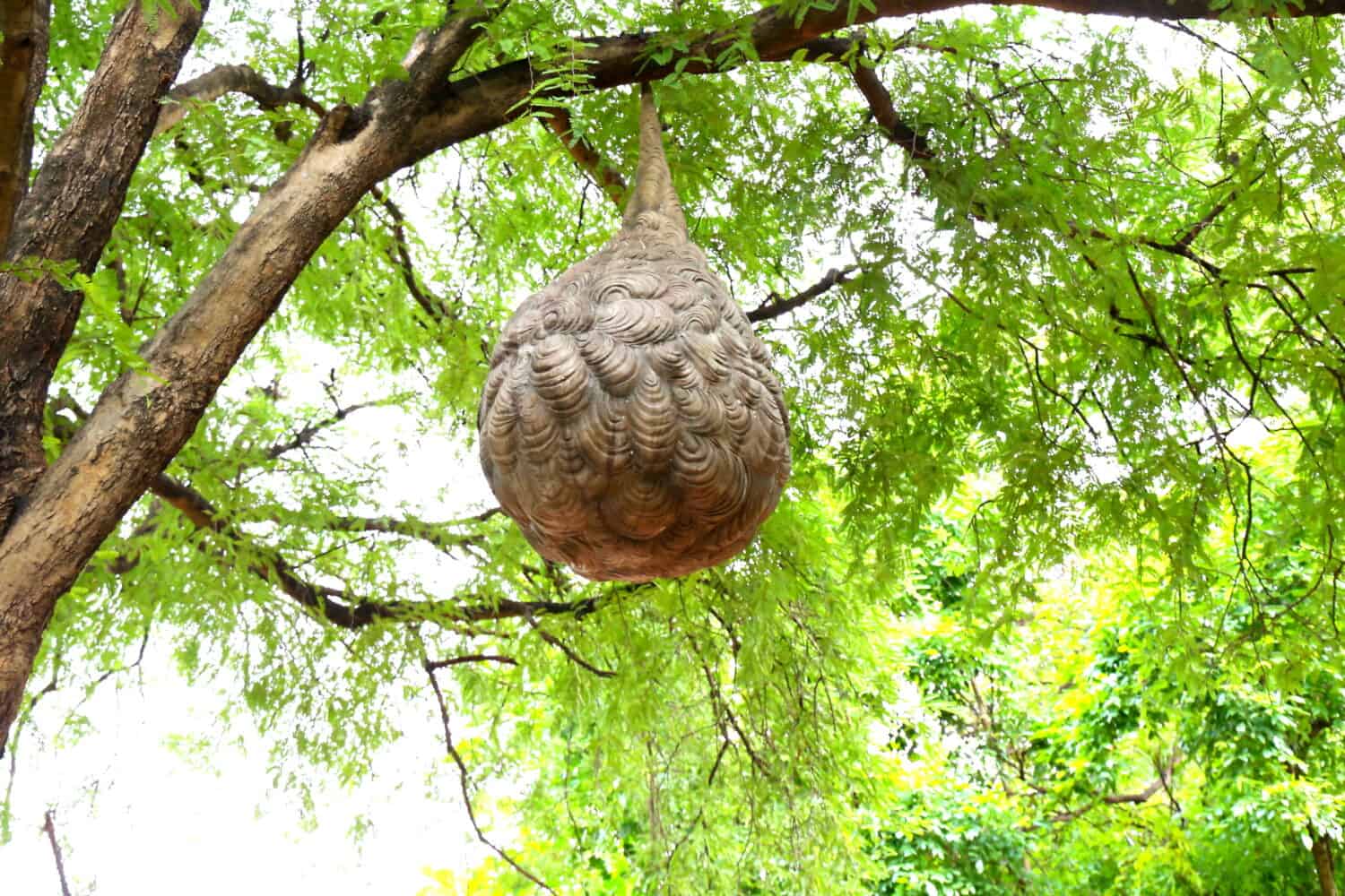Huge Wasp's nest