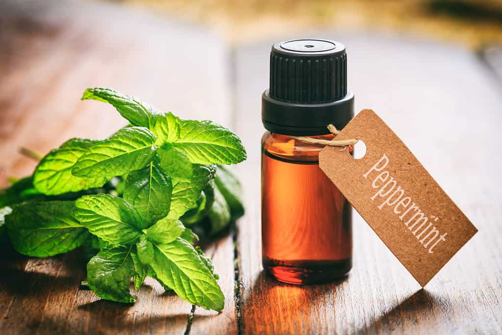 Peppermint essential oil and fresh twig on wooden background.Tag with text peppermint