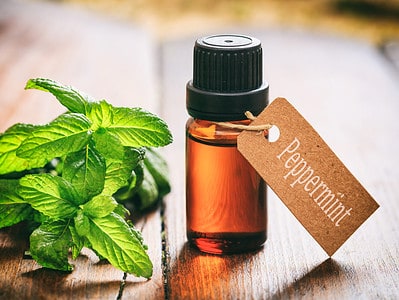 A 7 Pesky Critters That Hate the Smell of Peppermint