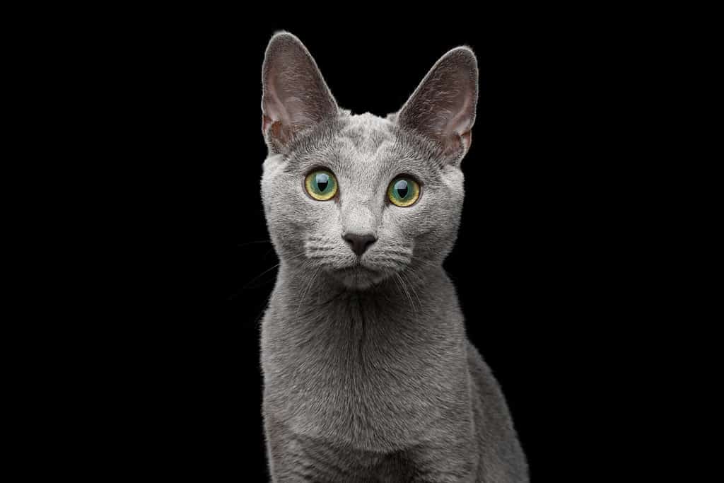 Close-up portrait of Russian blue cat with amazing green eyes and gray silver fur stare in camera on isolated black background