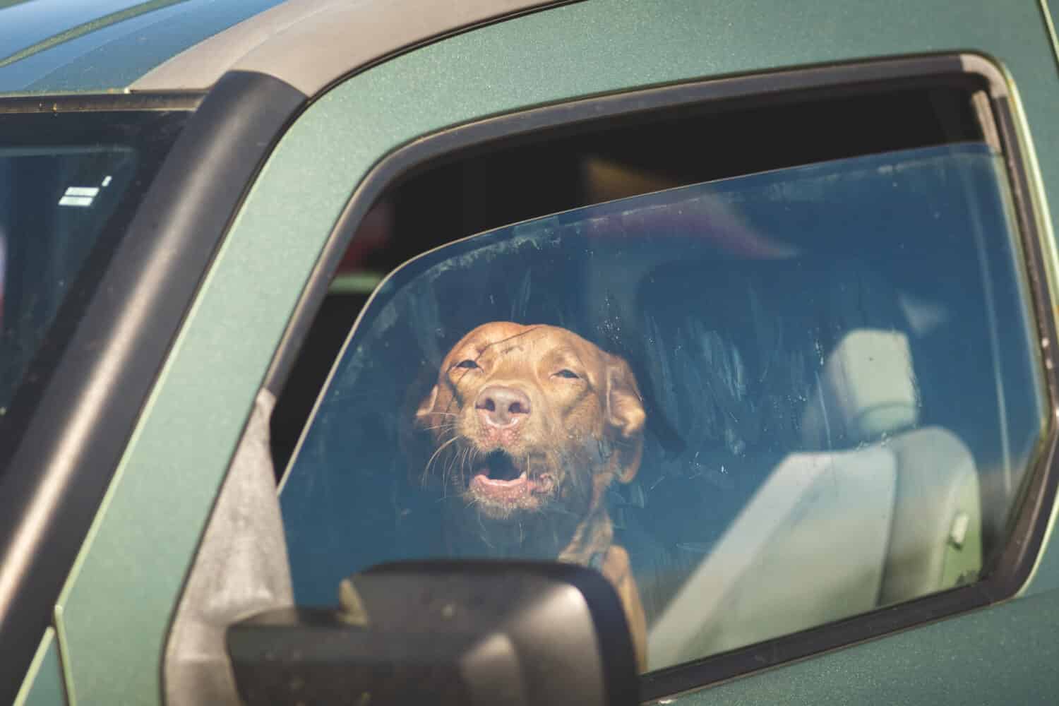 Dog in drivers seat of green vehicle with windows open partly