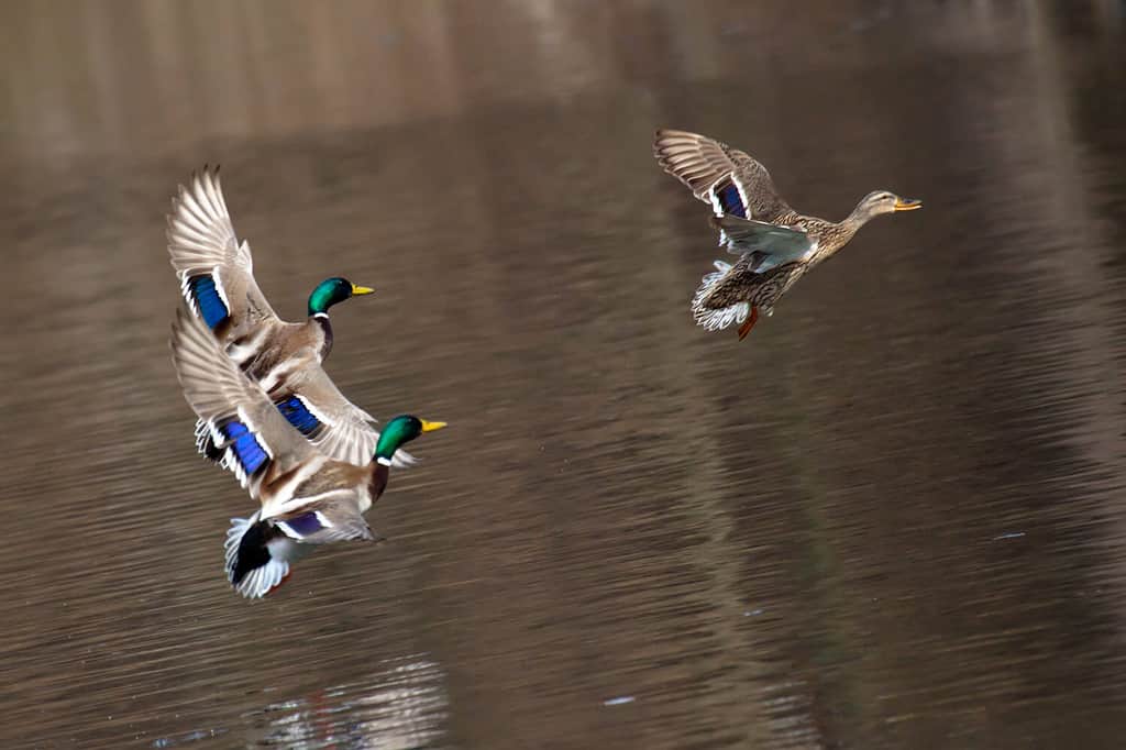 Flying Drake Mallards in Courtship Flight. Ducks fly over water.