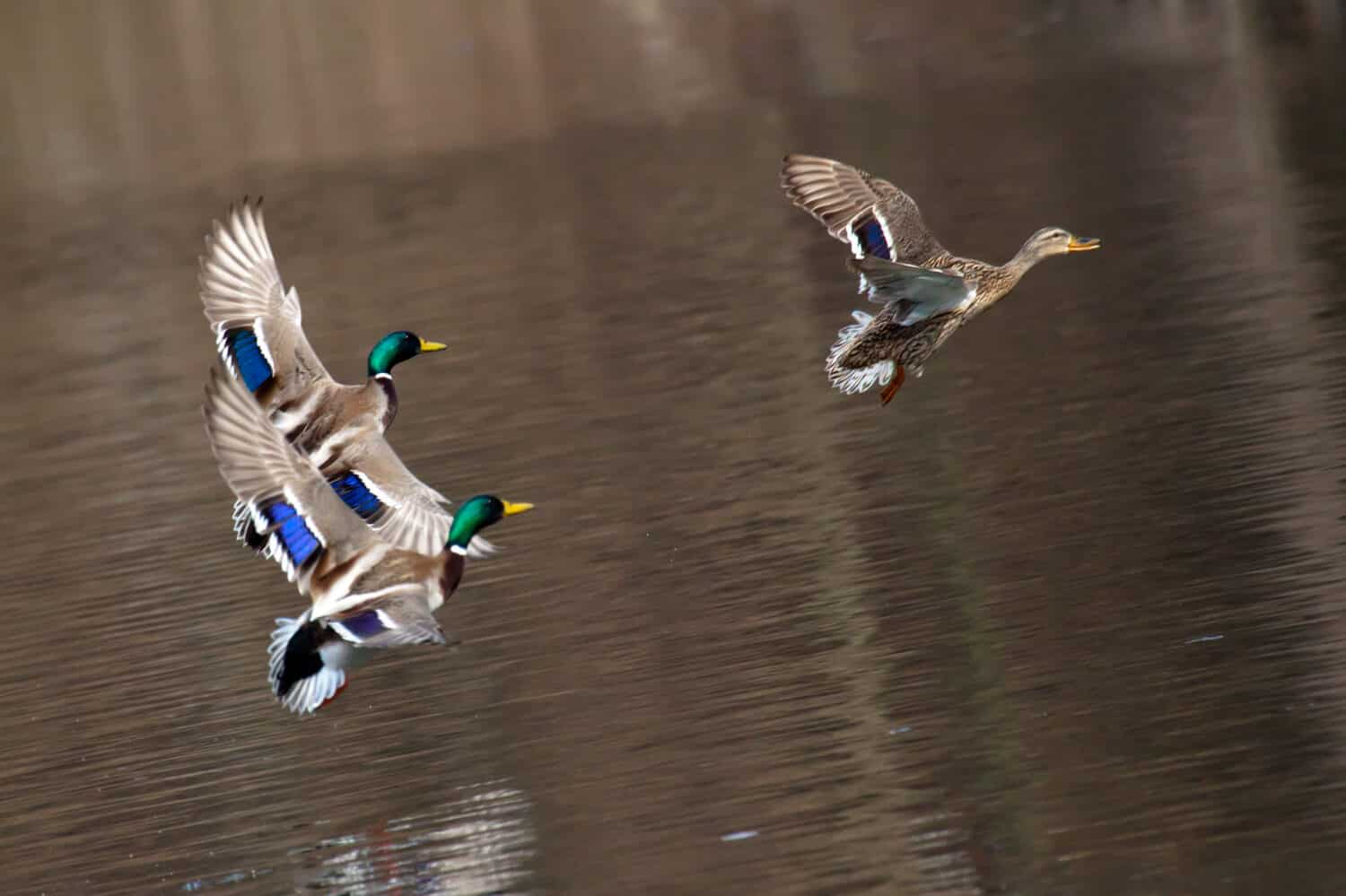 A couple of ducks flying over water 